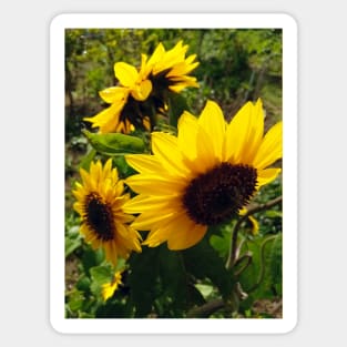 Sunflowers Sticker